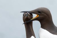 شاهکارهای عکاسی «طنزآمیز» از حیوانات در سال 2025