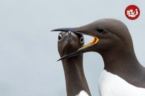 شاهکارهای عکاسی «طنزآمیز» از حیوانات در سال 2025