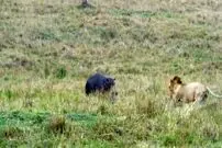 ببینید| شکار راحت یک اسب آبی توسط شیر نر گرسنه