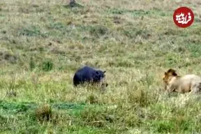 ببینید| شکار راحت یک اسب آبی توسط شیر نر گرسنه