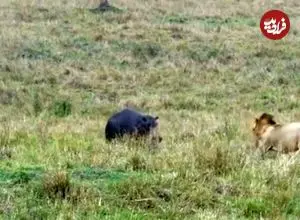 ببینید| شکار راحت یک اسب آبی توسط شیر نر گرسنه