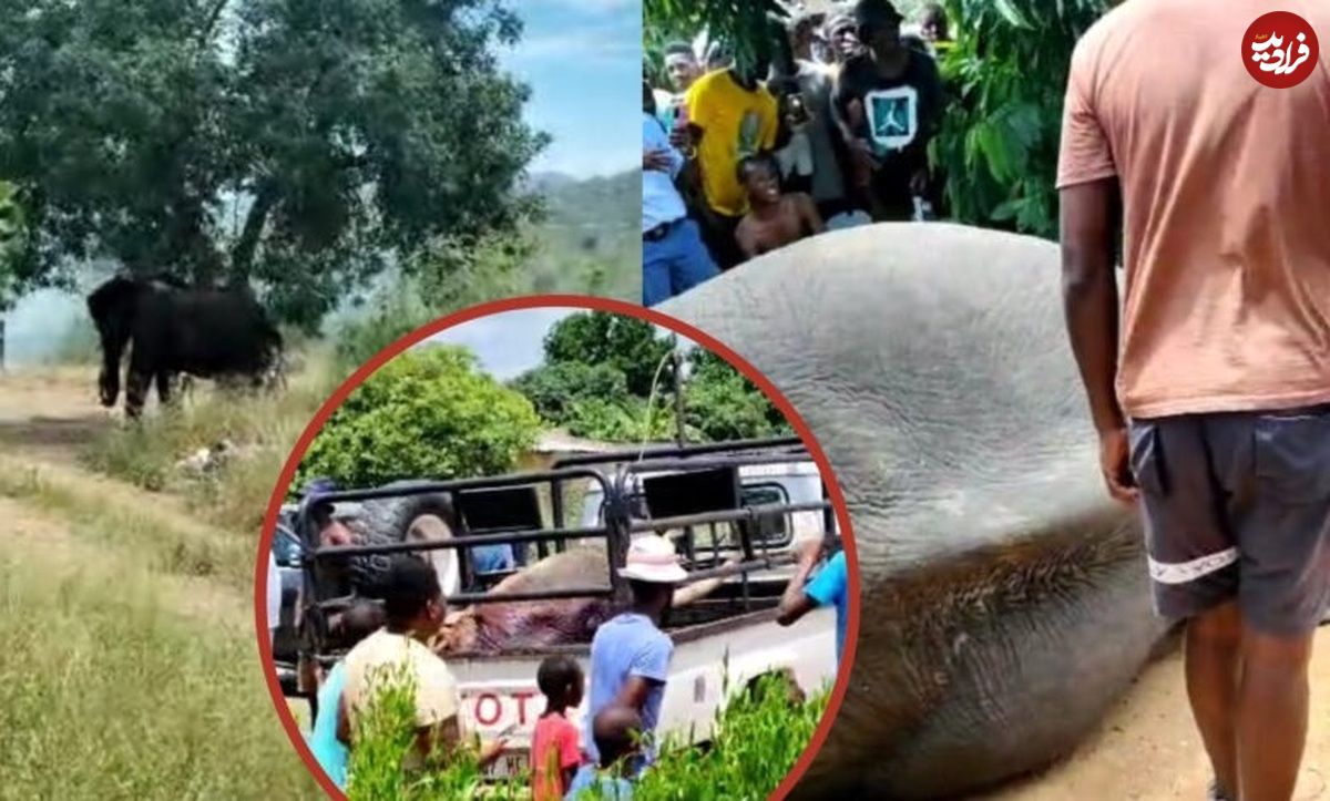(ویدئو) فیل فراری از پارک ملی کروگر پس از ورود به روستا کشته شد