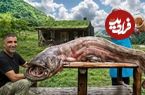 ببینید| غذای روستایی در آذربایجان؛ کباب گربه ماهی غول پیکر در روستایی کوهستانی