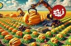 ببینید؛ چگونه کشاورزان آمریکایی هزاران تن کدو تنبل را برداشت و فرآوری می کنند؟