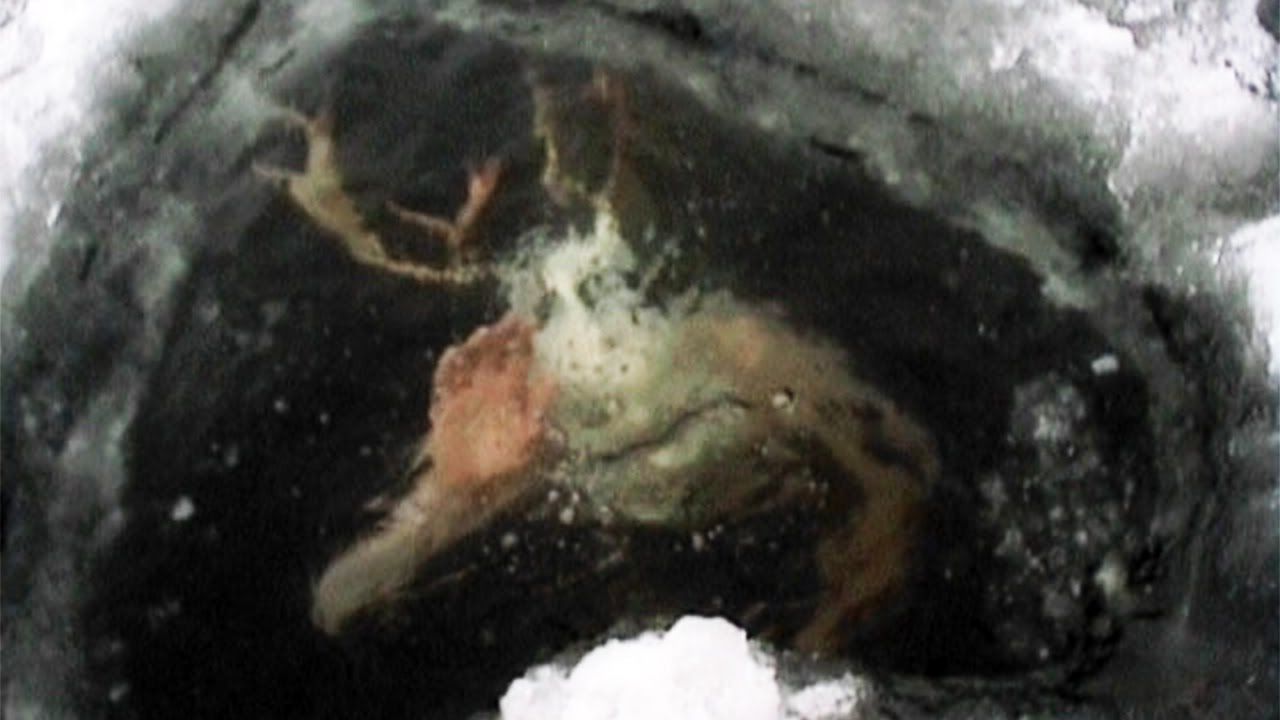 (ویدئو) عجیب ترین چیزهایی که در زیر یخ کشف شدند!