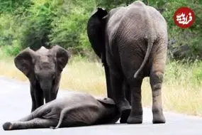 ببینید| لحظه کمک کردن فیل ها به بچه فیلی که وسط جاده خودش را زمین می زند!