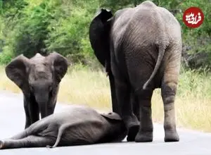 ببینید| لحظه کمک کردن فیل ها به بچه فیلی که وسط جاده خودش را زمین می زند!