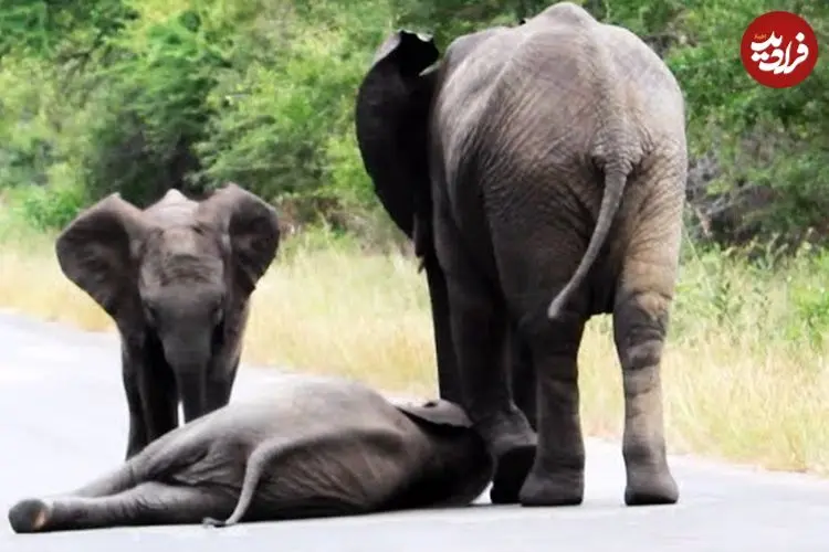 ببینید| لحظه کمک کردن فیل ها به بچه فیلی که وسط جاده خودش را زمین می زند!