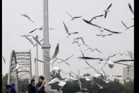 (ویدئو) میهمانان ویژه و جذاب پل سفید اهواز