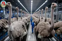 (ویدئو) چگونه کشاورزان میلیون ها شترمرغ را برای گوشت و پوست پرورش می دهند؟
