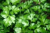 فواید خوردن «سبزی» همراه غذا