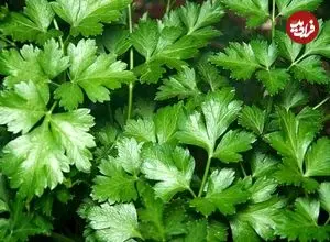 فواید خوردن «سبزی» همراه غذا