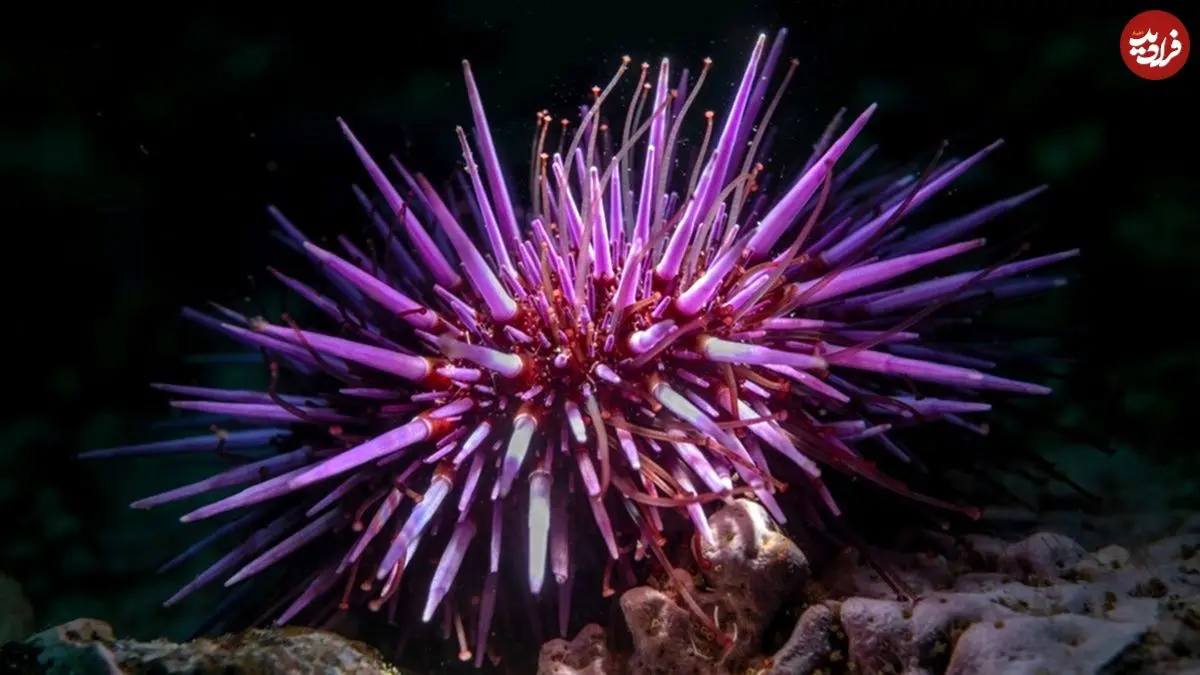 تمام بدن این جانور دریایی «مغز» است