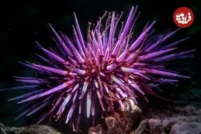 تمام بدن این جانور دریایی «مغز» است