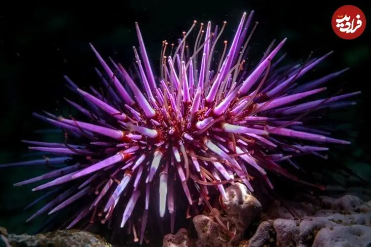 تمام بدن این جانور دریایی «مغز» است
