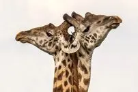 تصاویر؛ ۷ لحظۀ استثنایی «حیات وحش» از قاب دوربین بهترین عکاسان طبیعت در جهان