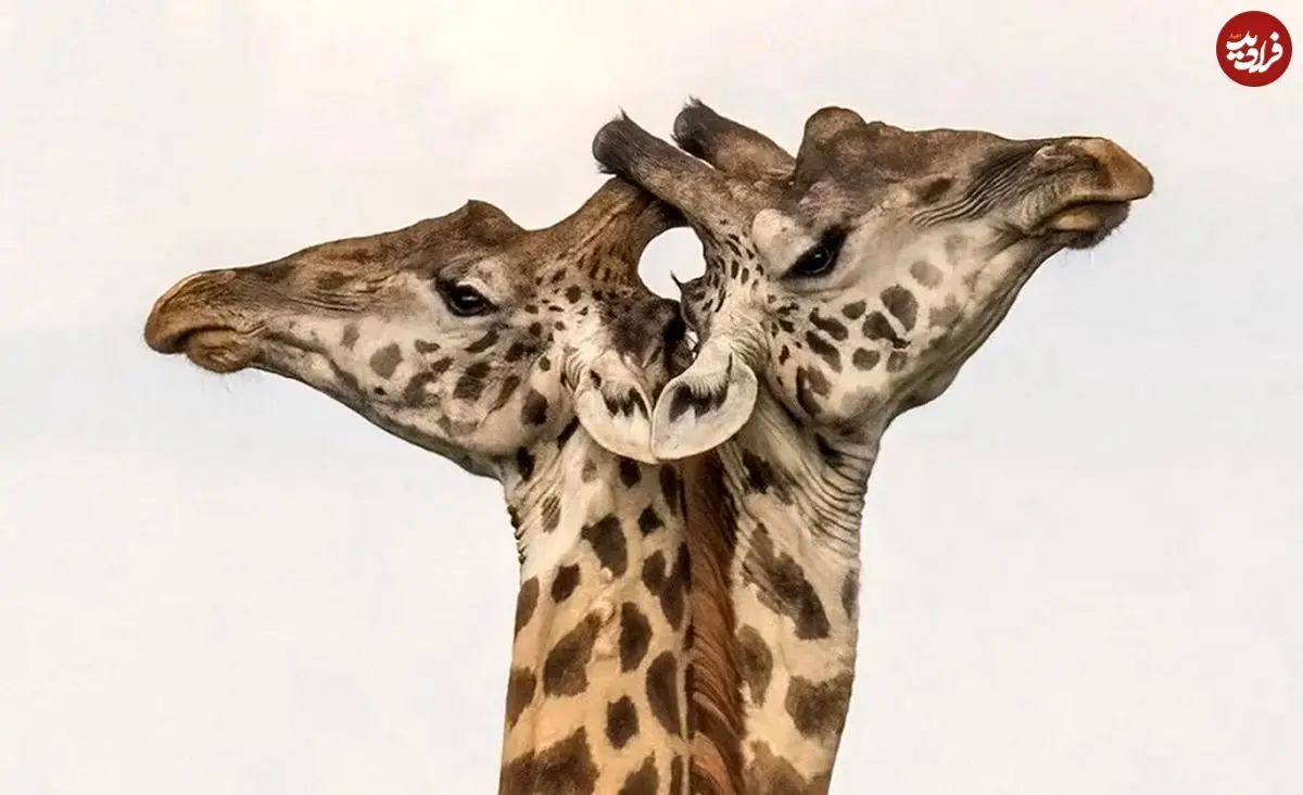 تصاویر؛ ۷ لحظۀ استثنایی «حیات وحش» از قاب دوربین بهترین عکاسان طبیعت در جهان