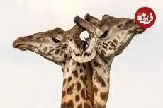 تصاویر؛ ۷ لحظۀ استثنایی «حیات وحش» از قاب دوربین بهترین عکاسان طبیعت در جهان