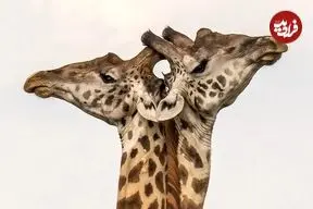 تصاویر؛ ۷ لحظۀ استثنایی «حیات وحش» از قاب دوربین بهترین عکاسان طبیعت در جهان