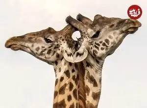 تصاویر؛ ۷ لحظۀ استثنایی «حیات وحش» از قاب دوربین بهترین عکاسان طبیعت در جهان