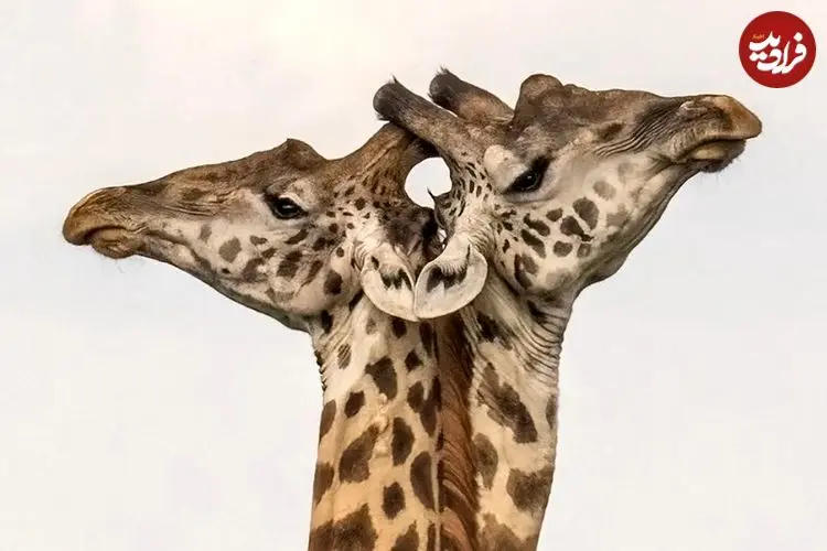 تصاویر؛ ۷ لحظۀ استثنایی «حیات وحش» از قاب دوربین بهترین عکاسان طبیعت در جهان