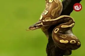 ببینید| هوش جالب خدنگ برای شکار مار؛ نحوه ضربه فنی شدن مار را ببینید