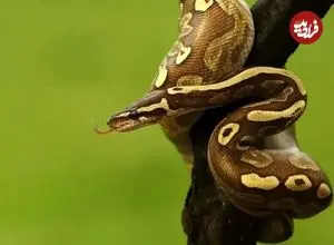 ببینید| هوش جالب خدنگ برای شکار مار؛ نحوه ضربه فنی شدن مار را ببینید