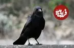 کلاغ‌ها چقدر «ریاضی» بلدند؟