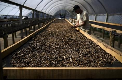 ( ویدیو) تولید قهوه گران از مدفوع پرنده برزیلی؛ نیم کیلو 5 میلیون تومان!