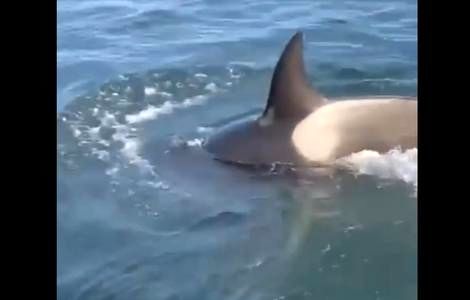  (ویدیو) عملیات نجات فوک از دست نهنگ های قاتل