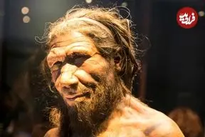 پژوهش جدید: آمیزش نئاندرتال‌ها با انسان مدرن بیشتر در یک جهت بوده است