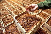(ویدئو) فرآیند پرورش میلیاردها «لارو سوسک آرد» خوراکی در مزارع چین