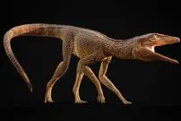 شناسایی تمساح ماقبل تاریخ که شبیه سگ شکاری بوده است