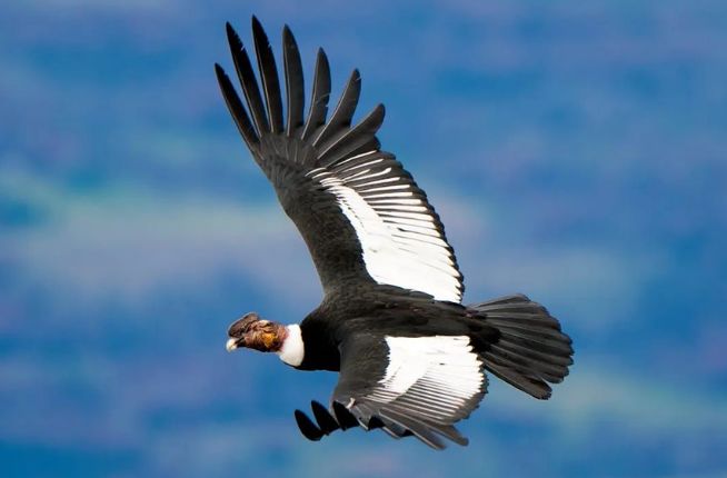 (ویدئو) آیا بزرگترین پرنده با توانایی پرواز جهان را می شناسید؟ 3.5 متر طول بالها!