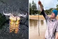 ببینید| کرم بابیت؛ شکارچی ترسناک اعماق اقیانوس