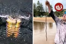 ببینید| کرم بابیت؛ شکارچی ترسناک اعماق اقیانوس