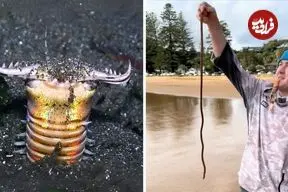 ببینید| کرم بابیت؛ شکارچی ترسناک اعماق اقیانوس