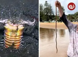 ببینید| کرم بابیت؛ شکارچی ترسناک اعماق اقیانوس