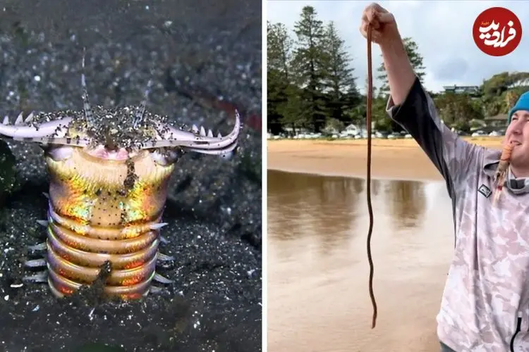 ببینید| کرم بابیت؛ شکارچی ترسناک اعماق اقیانوس