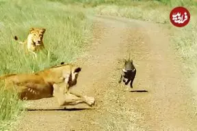 ببینید| گراز وحشی حواس پرت مستقیم به سمت شیرهای گرسنه رفت!