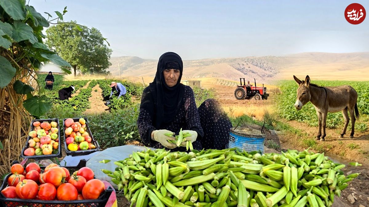 ببینید؛ غذای روستایی در ایران؛ برداشت بامیه از مزرعه و پخت خورشت با آن 