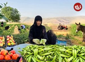 ببینید؛ غذای روستایی در ایران؛ برداشت بامیه از مزرعه و پخت خورشت با آن 