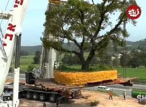 تصاویر| اسرار جابه جایی درختان چند صد تنی؛ عملیات غیرممکن در قلب ژاپن