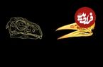 تصاویر؛ راز ریاضی منقارها: قانون پنهانی که ۲۰۰ میلیون سال تکامل را شکل داده است
