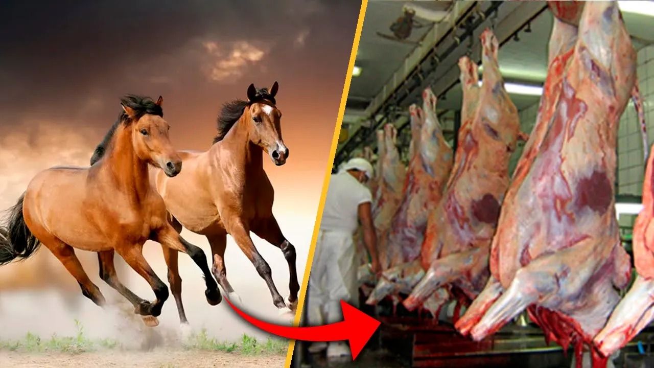 (ویدئو) برزیلی ها چگونه گوشت هزاران اسب وحشی را در کارخانه بسته بندی می کنند؟