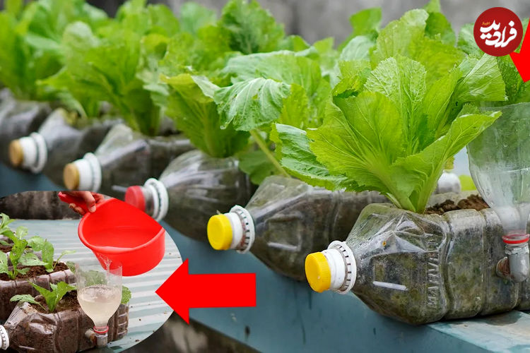 (ویدئو) یک ایده خلاقانه برای کاشت و برداشت سبزیجات در بطری پلاستیکی 