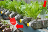 (ویدئو) یک ایده خلاقانه برای کاشت و برداشت سبزیجات در بطری پلاستیکی 
