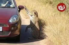 ببینید| بازی بامزه «پلنگ» با تصویر بازتاب‌شده‌ خودش روی بدنه‌ خودرو!