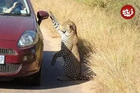 ببینید| بازی بامزه «پلنگ» با تصویر بازتاب‌شده‌ خودش روی بدنه‌ خودرو!