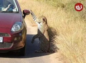 ببینید| بازی بامزه «پلنگ» با تصویر بازتاب‌شده‌ خودش روی بدنه‌ خودرو!